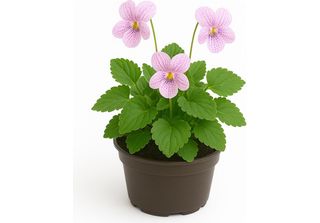 Viola Sororia 'Freckles' - 6 Piante Perenni Viola - Fioritura Primaverile Rosa …