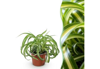 Boutiq Verde - Pianta Da Appartamento - Chlorophytum Comosum Bonnie - Giglio Ri…
