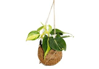 Cocodama Philodendron Scandens Brasil In Contenitore Cocodama Per Appendere L'a…