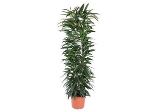 Colonna Everyplants Ficus Alii King - 150 Cm, Ø 29 Cm