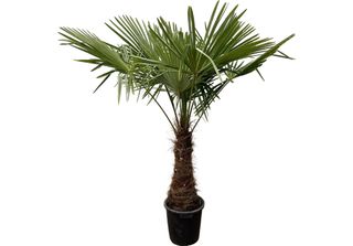 Everyplants Trachycarpus - 235 Cm, Ø45 Cm