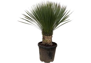 Everyplants Yucca Rostrata - 120 Cm, Ø 35 Cm