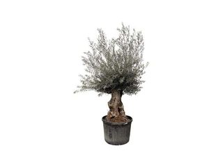 Everyplants Olea Europaea Bonsai - 225 Cm, Ø 80 Cm