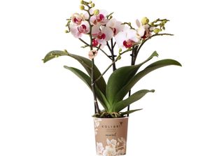 Orchidee Colibrì Orchidea Phalaenopsis Bianca Mineral Gibraltar Vaso 9Cm Fresco…