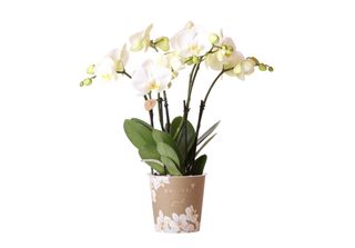 Orchidee Kolibri - Orchidea Phalaenopsis Bianca - Jewel Ghent - Dimensione Vaso…