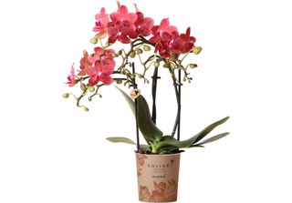 Orchidee Kolibri - Orchidea Phalaenopsis Rossa - Congo - Vaso Da 9 Cm - Fresca …