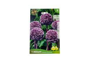10 X Allium Hybr. 'Summer Drummer' - Blumenzwiebeln