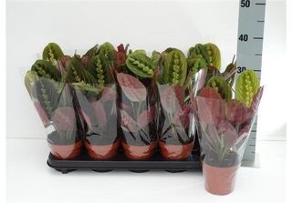 Maranta Leuconeura Fascinator Tricolor 30 Cm - Cesto Marant, Arrowroot, Pianta …