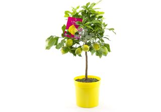 Limone Quattro Stagioni Citrus Limon 'Lunario' 80-100 Cm - Albero Di Limone, Li…