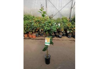 Citrus Limon Lunario Circa 120 Cm - Vero Albero Di Limoni - Limone Quattro Stag…