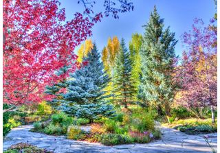 Puzzle Grafika Foresta Colorata Colorado Usa - 500 Pezzi