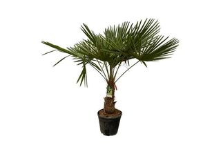 Everyplants Trachycarpus Fortuneii - 200 Cm, Ø30 Cm
