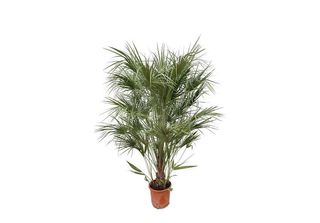 Everyplants Chamaerops Humilis Arbusto - 180 Cm, Ø30 Cm