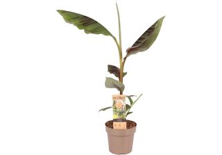 Banana Rustica Musa Sikkimensis "Ever Red"" 40-60 Cm - Esotico Dentice Da Giard…