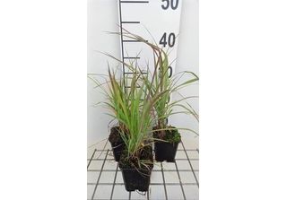 6 X Andropogon Gerardii - Cannuccia Blu Di Gerard - Vaso 9X9Cm