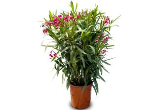 Albero Del Sole - Pianta - Oleandro - Nerium Oleander - Altezza 100-120 Cm - Co…