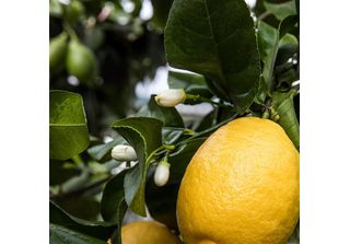Albero Di Limone 'Zagara Bianca' - Citrus X Limon, 100-140 Cm, Fiori Profumati,…