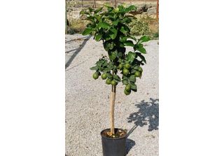 Limone Femminello Carrubaro - Citrus Limon, 130-170 Cm - Pianta Mediterranea Co…