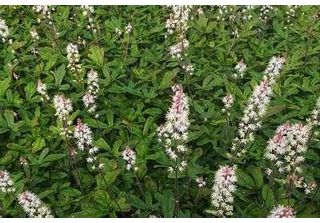6 X Tiarella Hybr. 'Spring Symphony'® - Fiore Di Schiuma - Vaso 9 X 9 Cm