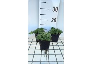 6 X Saponaria Hybr. 'Bressingham' - Saponaria - Vaso 9 X 9 Cm