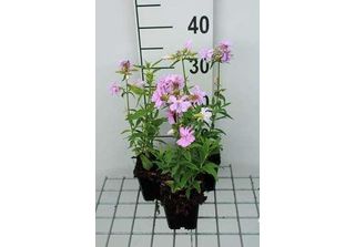 6 X Saponaria Off. 'Rosea Plena' - Saponaria - Vaso 9 X 9 Cm
