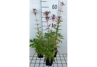 6 X Saponaria Officinalis - Saponaria - Vaso 9 X 9 Cm