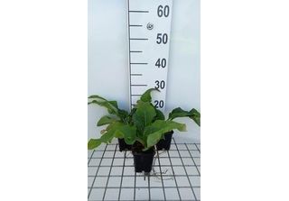 6 X Silphium Hybr. 'Maya' - Silphium - Vaso 9 X 9 Cm