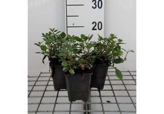 6 X Saponaria Ocymoides - Saponaria - Vaso 9 X 9 Cm
