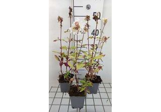 6 X Saponaria Off. 'Alba Plena' - Saponaria - Vaso 9 X 9 Cm