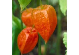 6 X Physalis Alkekengi 'Franchetii' - Physalis - Vaso 9 X 9 Cm