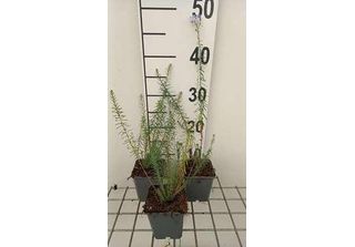 6 X Linum Perenne - Linum - Vaso 9 X 9 Cm