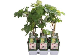 Set Di 2 Viti Johanniter - Uva Da Tavola Bianca Robusta, Resistente, Vitis Vini…