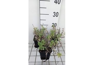 6 X Nepeta Faas. 'Alba' - Erba Gatta - Vaso 9 X 9 Cm