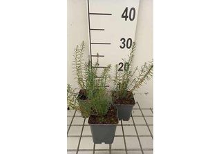 6 X Linum Perenne 'Sapphire' - Linum - Vaso 9 X 9 Cm
