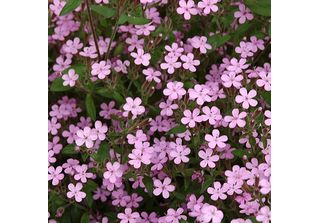 6 X Cuscini Di Saponaria - Saponaria Ocymoides | Vaso 9Cm X 9Cm