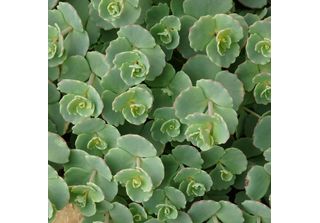 6 X Sedum Sieboldii - Sedum Sieboldii | Vaso 9Cm X 9Cm