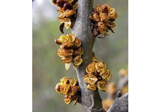 Olivello Spinoso Hikul Maschio 2L