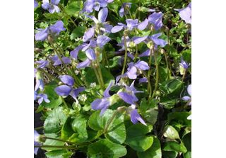 6 Violette Di Pentecoste - Viola Sororia 'Blue Diamond' | Vaso 9 Cm X 9 Cm