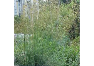 6 X Erba Piuma Gigante - Stipa Gigantea | Vaso 9Cm X 9Cm