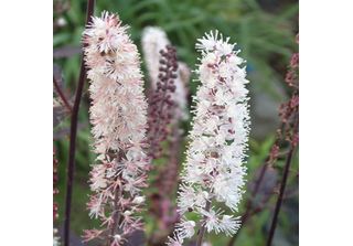 6 X Actea Simplex 'Pink Spike' - Actaea Simplex 'Pink Spike' | Vaso 9 Cm X 9 Cm