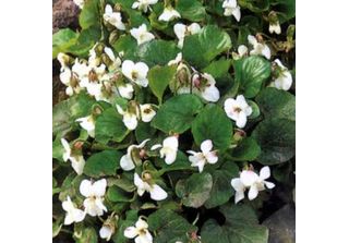 6 Violette Di Pentecoste - Viola Sororia 'Albiflora' | Vaso 9 Cm X 9 Cm