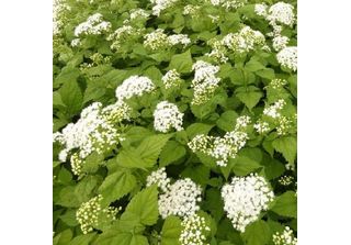 6 X Eupatorium Rugosum 'Braunlaub' - Eupatorium Rugosum 'Braunlaub' | Vaso 9 Cm…