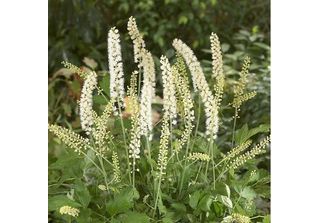 6 X Actea Simplex 'White Pearl' - Actaea Simplex 'White Pearl' | Vaso 9 Cm X 9 …