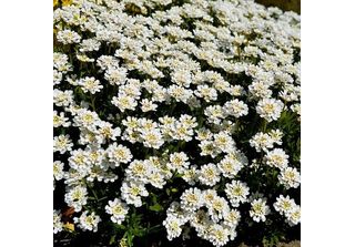 6 X Iberis Sempervirens 'Fischbeck' | Vaso 9 Cm X 9 Cm