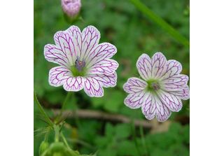 6 X Geranium Versicolor Variable Cranesbill - Geranium Versicolor | Vaso 9Cm X …
