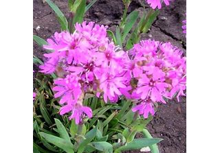 6 X Campioncino Alpino - Lychnis Alpina | Vaso 9Cm X 9Cm