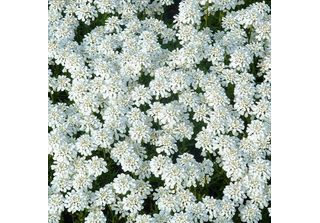 6 X Iberis Sempreverde - Iberis Sempervirens 'Weisser Zwerg' | Vaso 9 Cm X 9 Cm