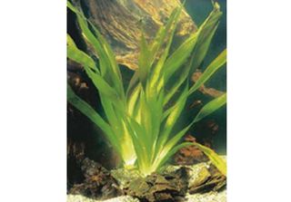 6 X Vallisneria Gigantea - Vallisneria Gigante - Vaso 9 X 9 Cm
