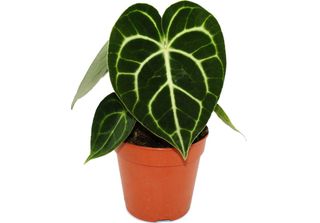 Fiore Di Clematide - Anthurium Clarinervium - Fiore Di Salicornia - Fiori Di 12…