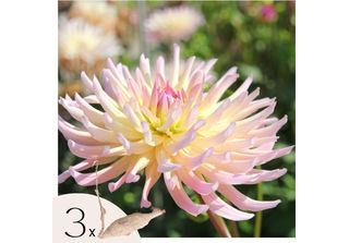 Dalia - 3 Pezzi - Dahlia 'Cabanna Banana' - Bulbi Di Fiori